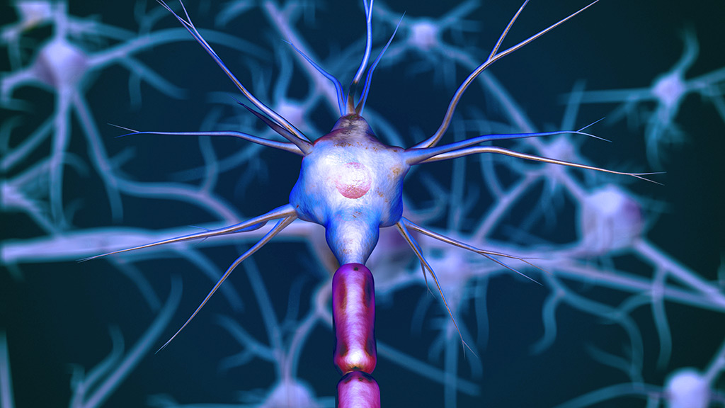 Neurons - https://pixabay.com/photos/neurons-neuron-cell-biology-nerves-7079536/